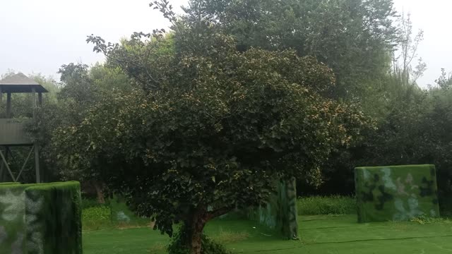 This tree is full of fruit