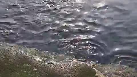 Fish coming to eat