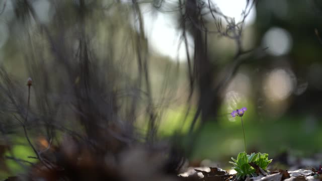 Tranquility Minute - Filmed at Venus Ranch in Venus, Florida.