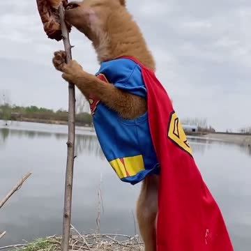 Super hero eating foods