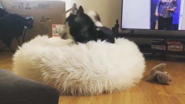 Husky struggles for entire minute to get comfy