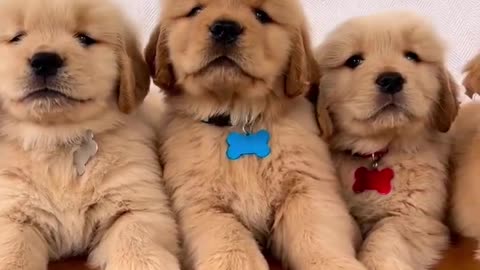 Super Handsome Golden Retriever Puppies!