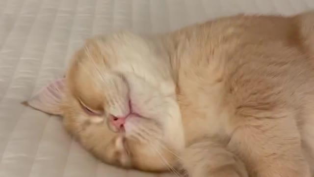 Cat funny video