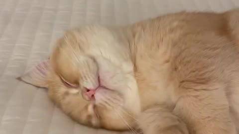 Cat funny video