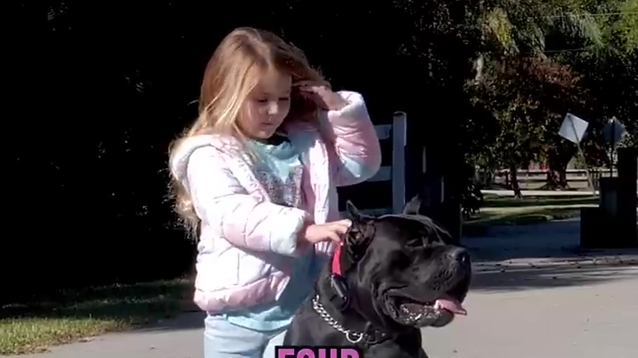 Will a 125-Lb Cane Corso Listen to a 4 Year Old-