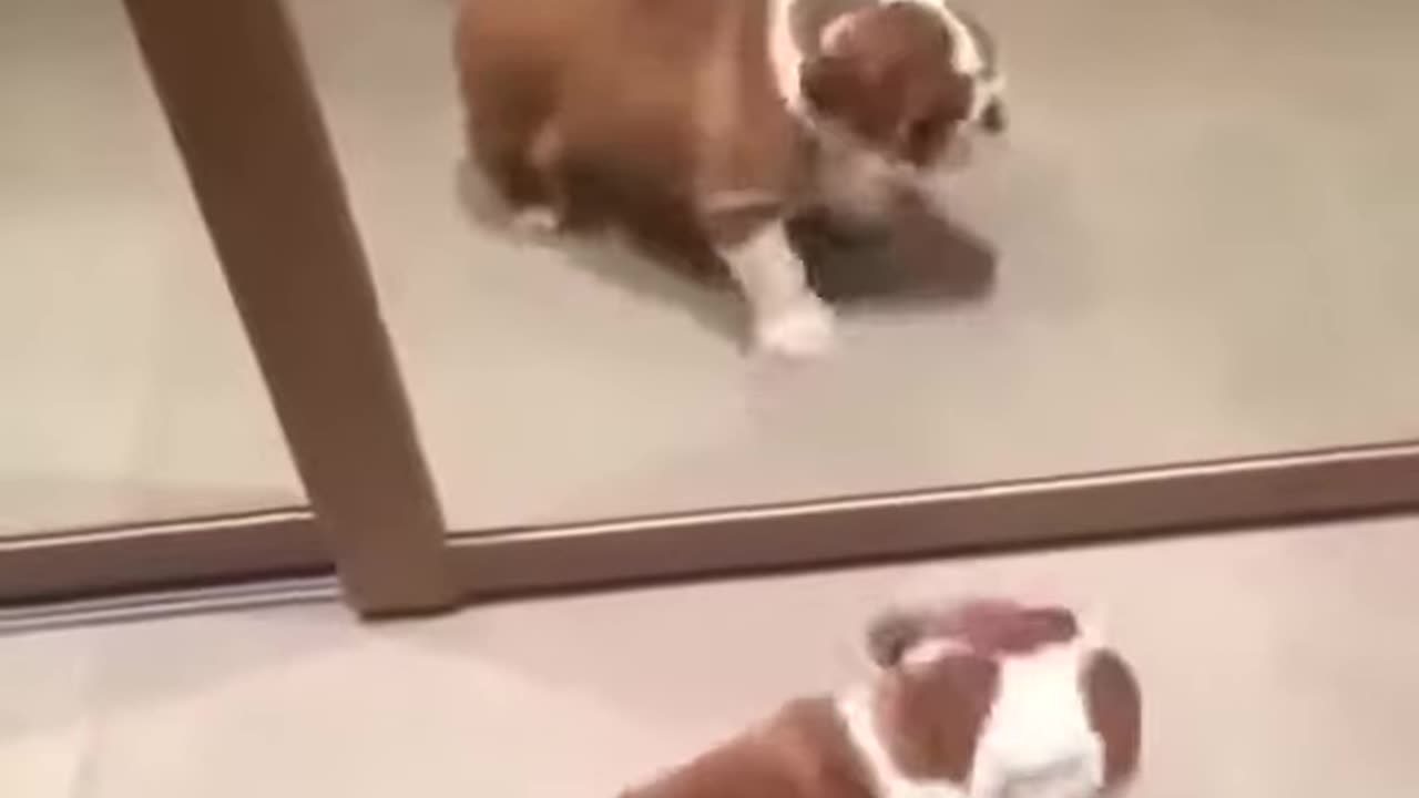 Bulldog Puppy Mirror