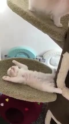 cats listen to music and sleep