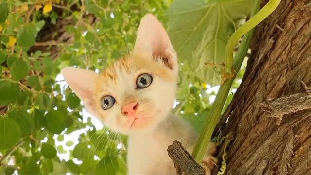 Baby cats - cute and Funny cat videos complination