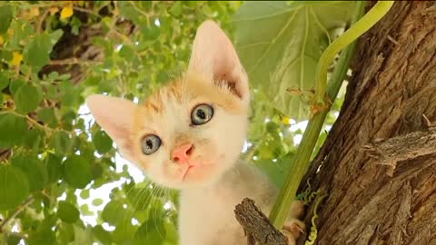 Baby cats - cute and Funny cat videos complination