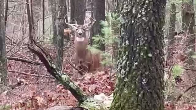 Stare Down with Big Buck