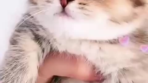 Cute cat