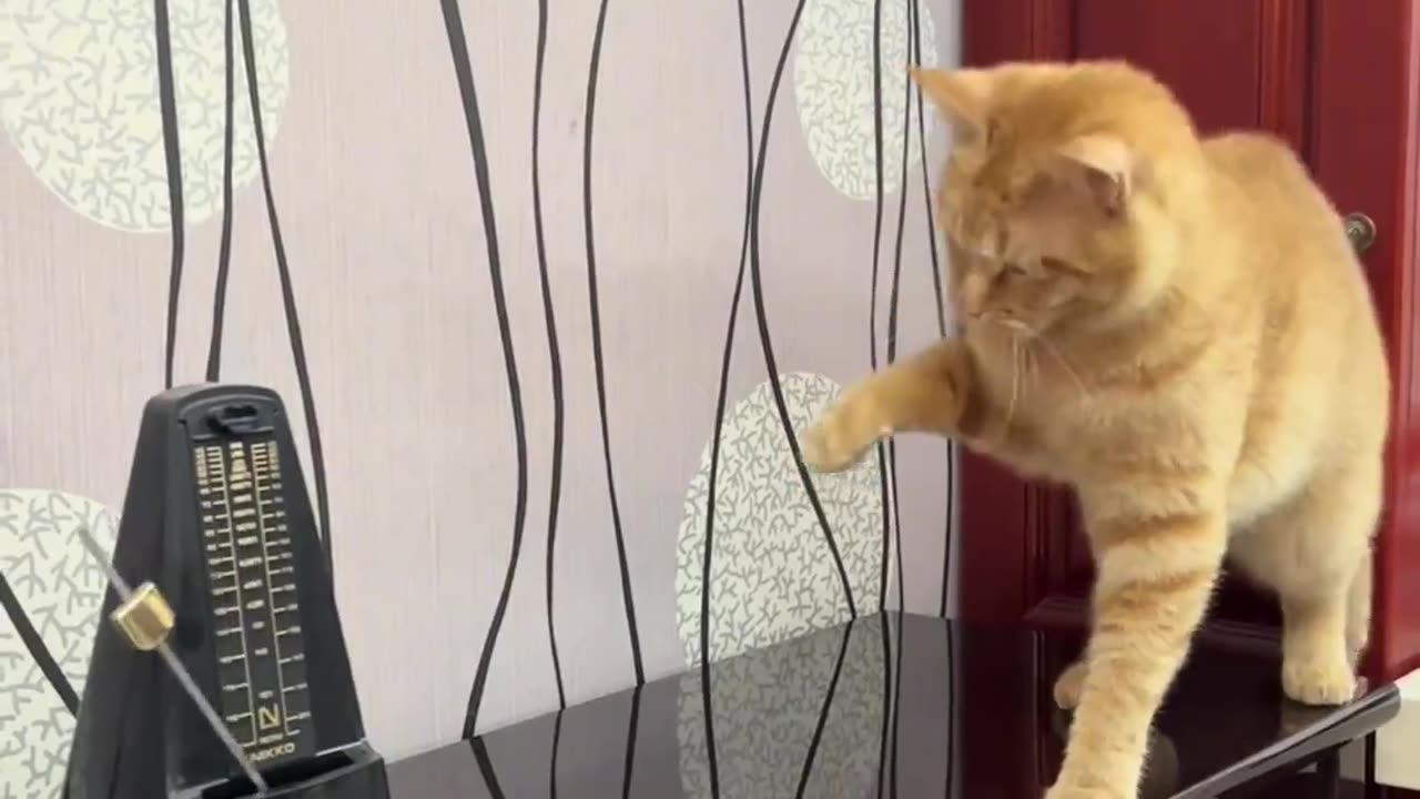 Cat dancing with clock sound