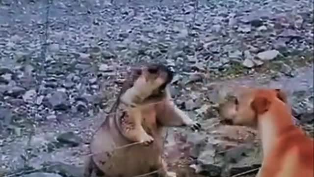 The dog is aggressive, the result is injured or himself