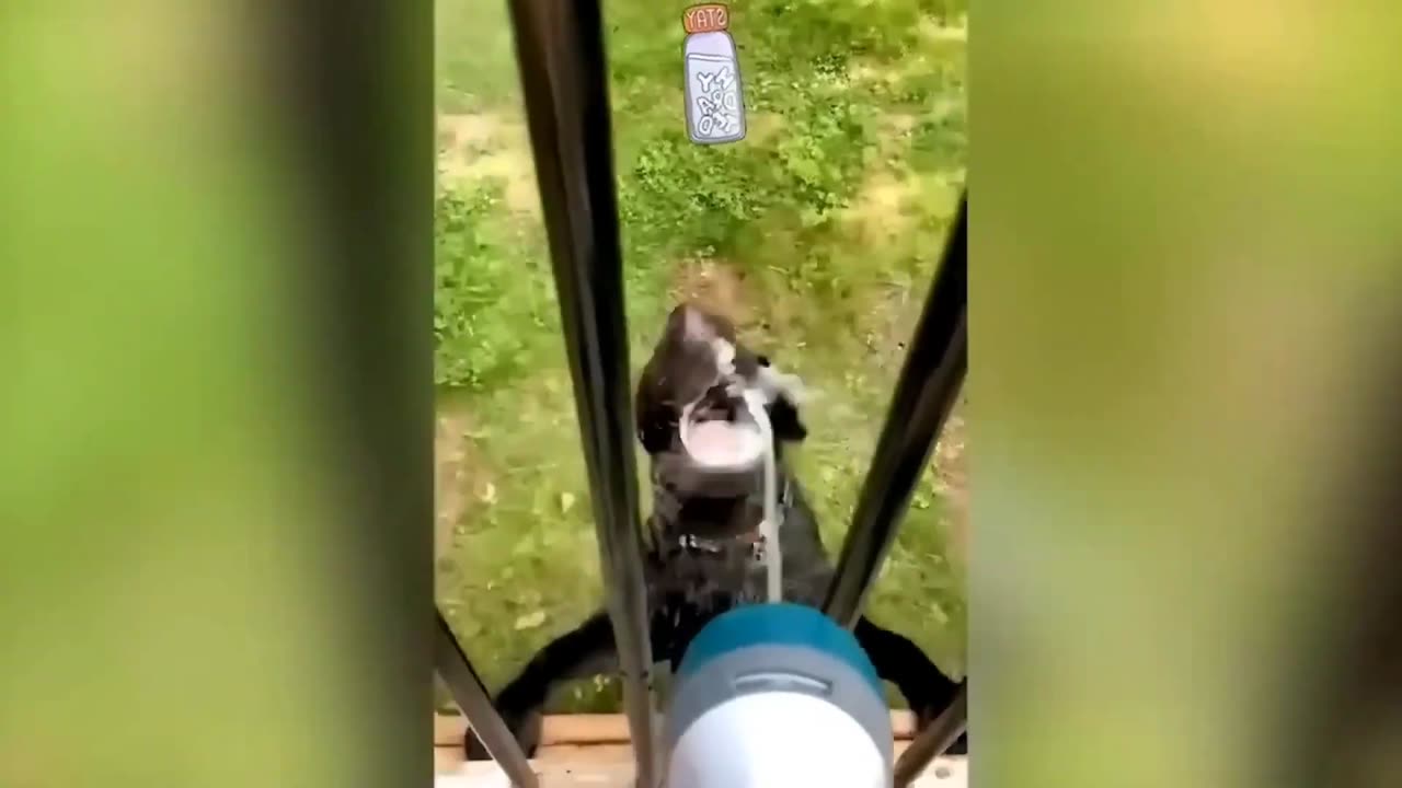 Funny animals!! #cuteanimals #funny #animals #lol