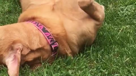 Golden retriever pink collar on back rolling around on grass