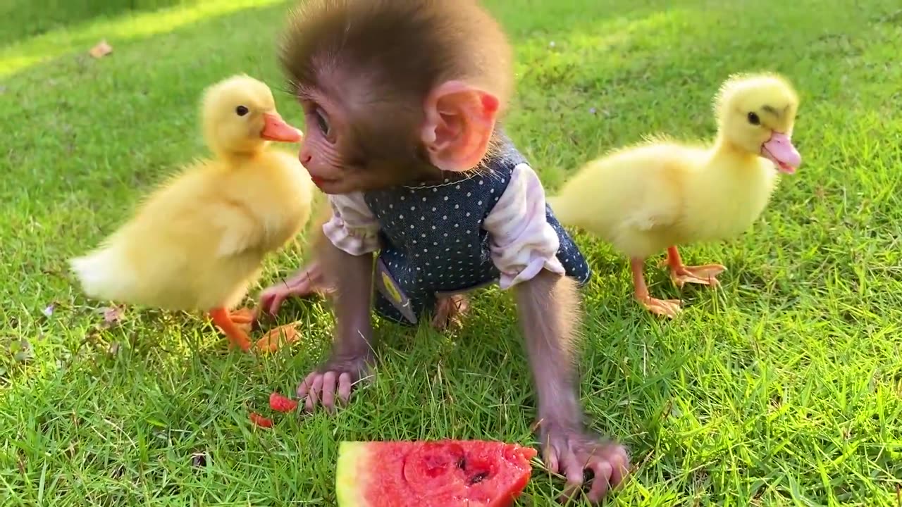 Baby monkey Bon Bon has fun playing with So cute ducklings in the garden and eats watermelon