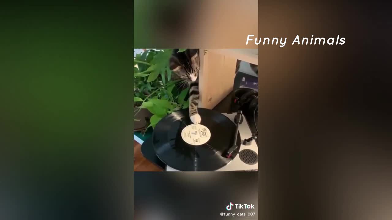 Funny cat videos that will 100% make you laugh_Joy_cat tik tok