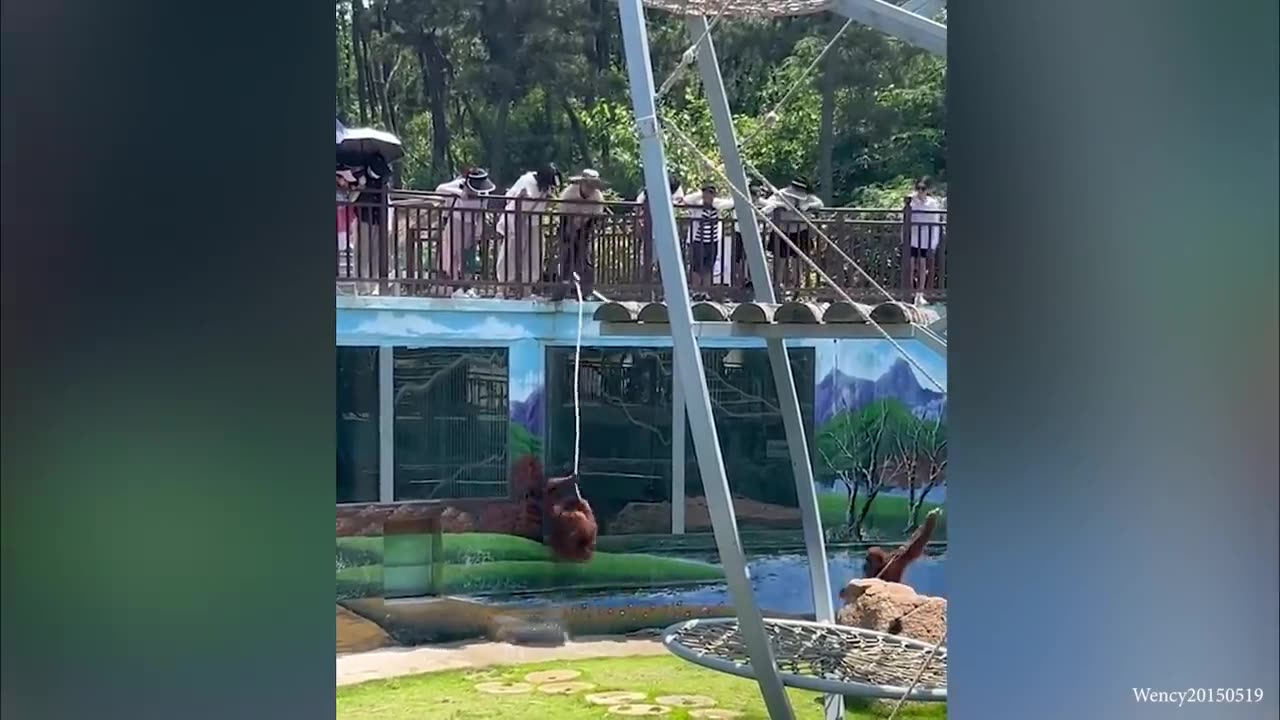 Super FUNNY ANIMALS VIDEOS compilation