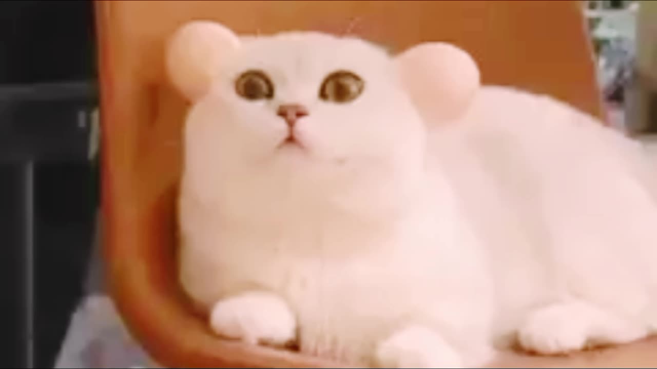 Cute cat funny moment very cute cat |