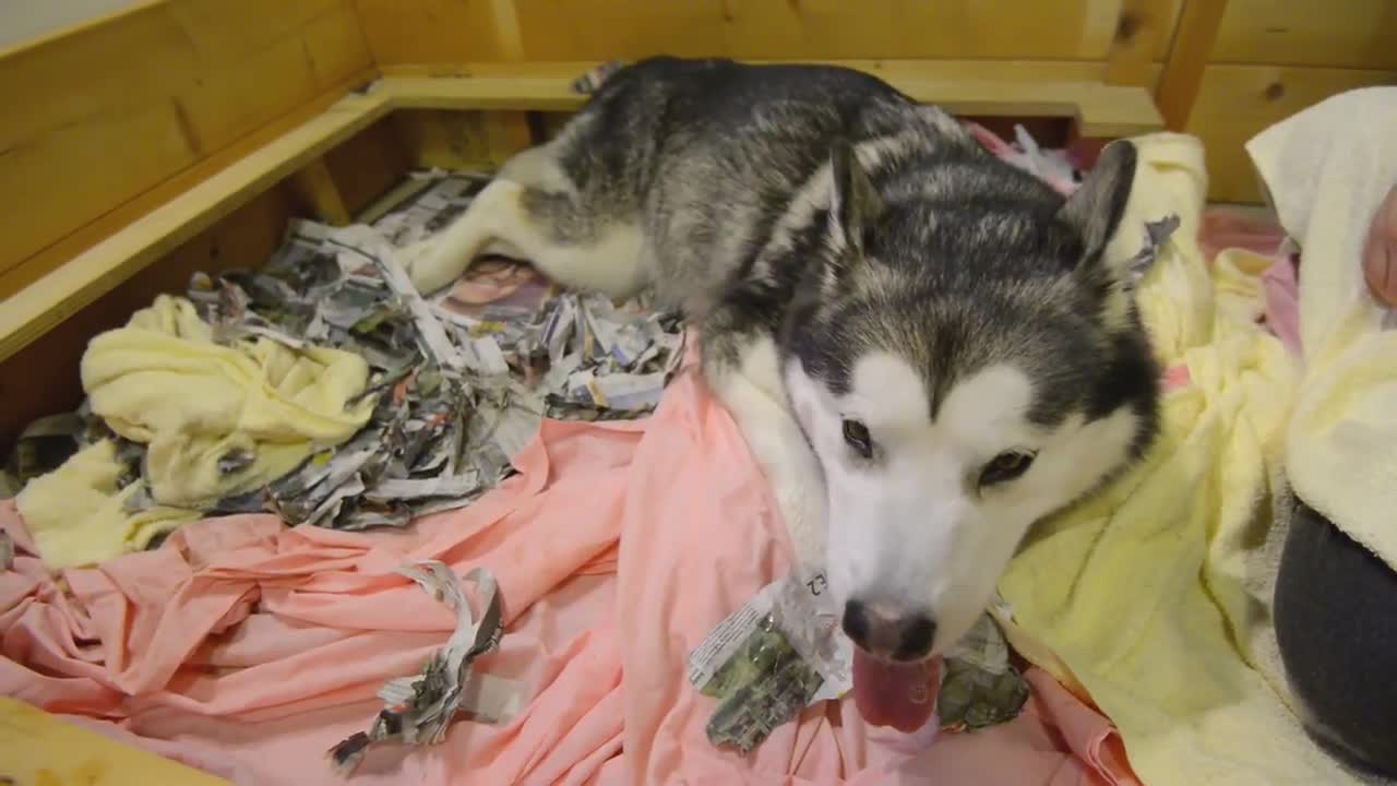 Alaskan Malamute giving birth to six puppies