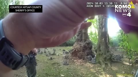 Bodycam shows 100+ raccoons raid Poulsbo woman's property looking for next meal