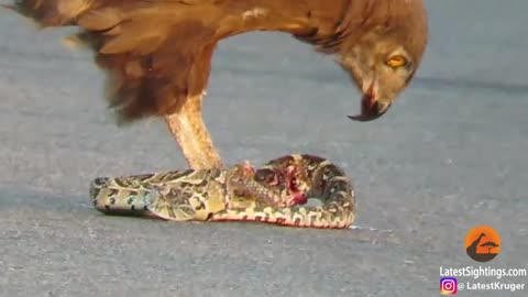 Huge eagle eating a large snake