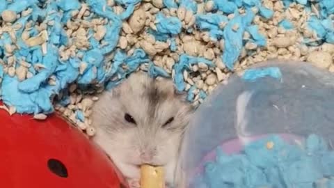 Hamster Kong. He's good at eating peanuts.