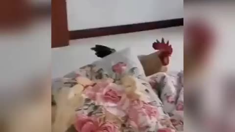 Rooster alarm clock