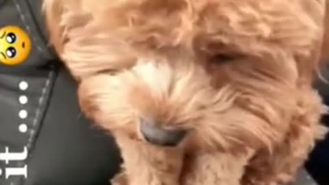 Cute Guilty Dog 🐕🐶
