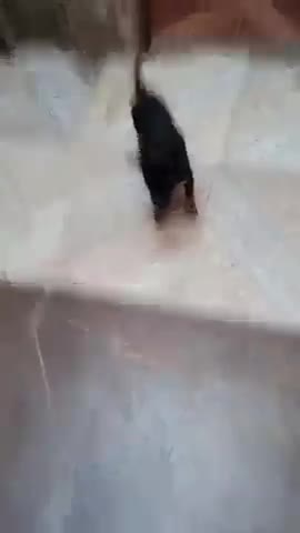 O Cachorrinho animado e esperto #Shorts