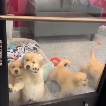 little dogs dancing