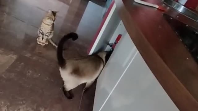 Siamese cat sneaks in to a food closet