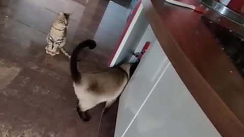 Siamese cat sneaks in to a food closet
