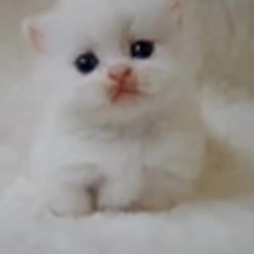 Cute baby animals Videos Compilation cute moment of the animals - Cutest Animals