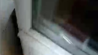 Kitten is trying to climb on the balcony door