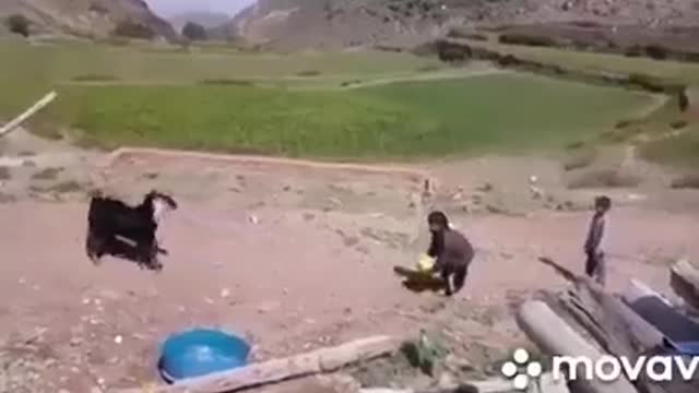 amazing goat playing ball with little boy.mp4