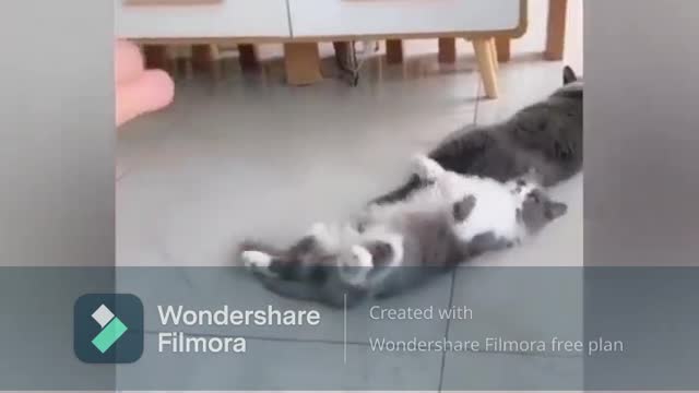 funny cat and dog reaction