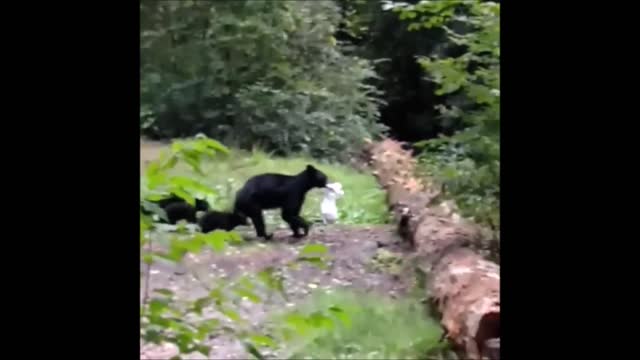 Bears Eating