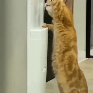 The cat drinks waterFrom the Fridge 😂😂😂🤣😅🐈