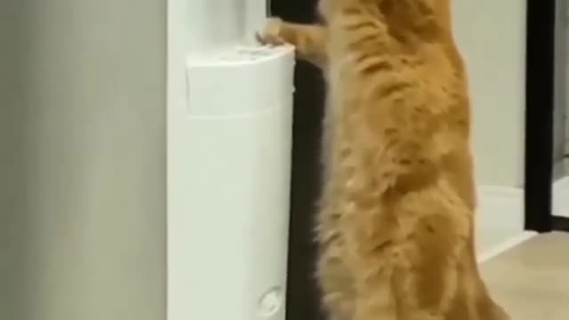 The cat drinks waterFrom the Fridge 😂😂😂🤣😅🐈