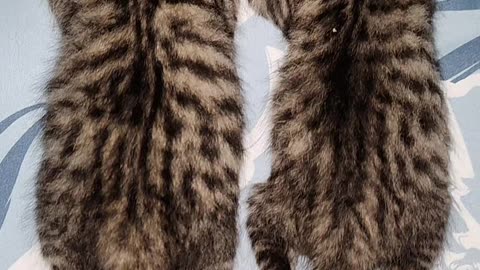 "Double Trouble: Twin Kittens Snoozing Together!"