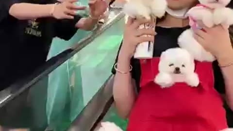 Tiktok chos poc mini