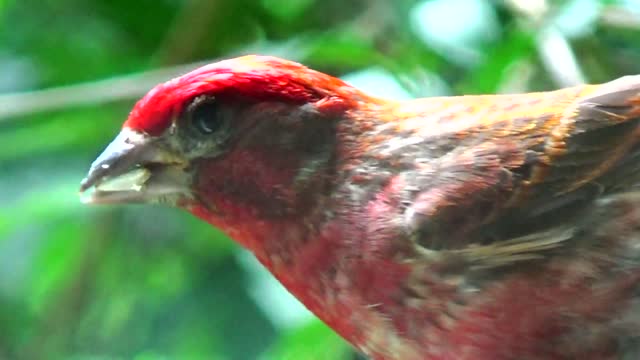 Purple Finch