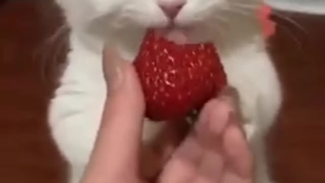 OMG 😻😻 cute cat baby| cat video|