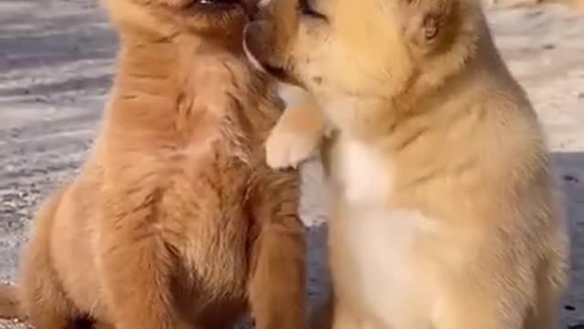 Funny Animal Videos - Awesome Funny Pet Animals | Cute Animals | Super Funny Dog Videos #short video