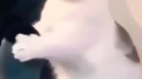 3.full funny cats video 🤣🤣