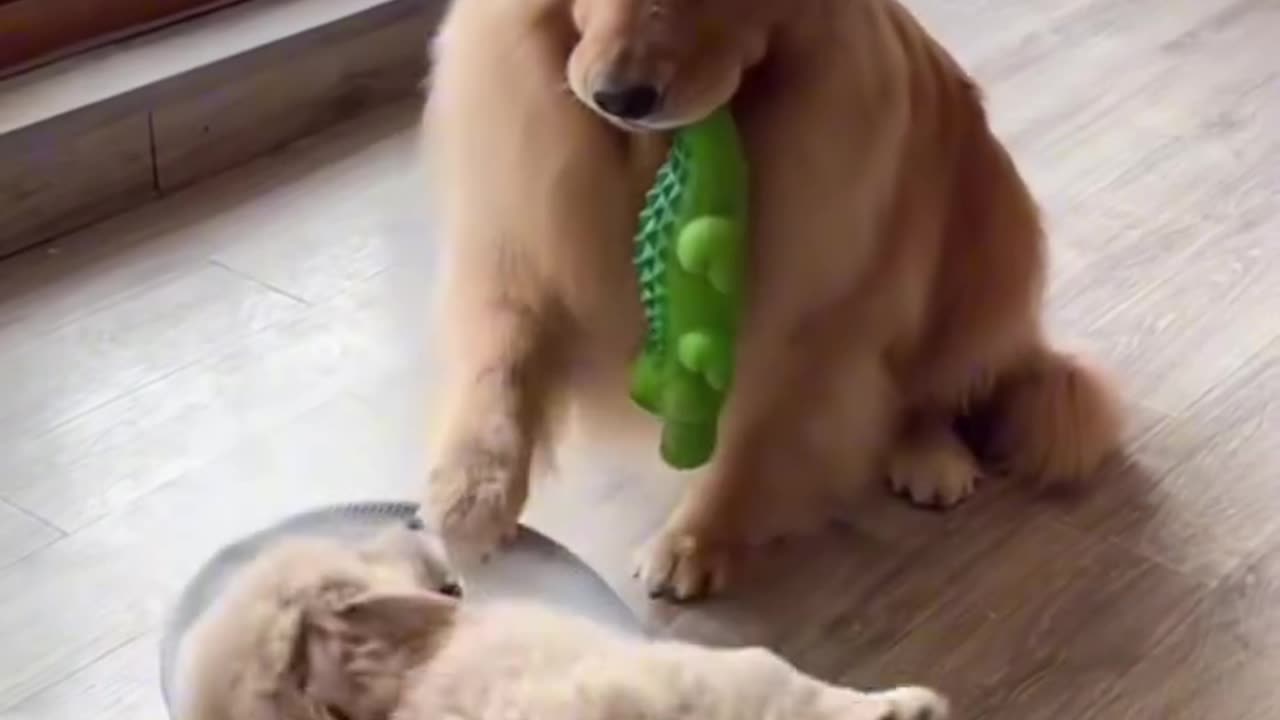 Dog_mother_takes_care_of_the_child