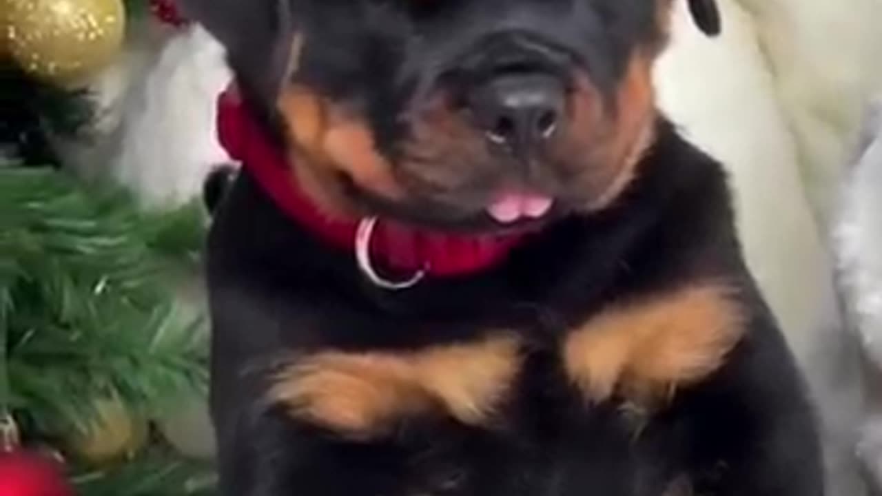 Funniest Cute Doggy Videos 3 ❤️❤️❤️💖🥀