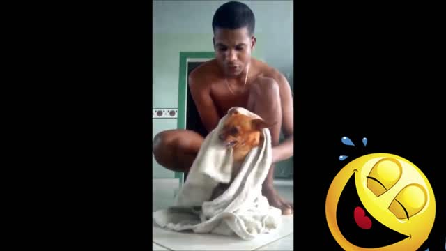 Pinscher does not let its Owner Dry