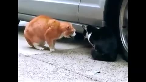 FUNNY Cats talking to each other :D funniest animals 2021